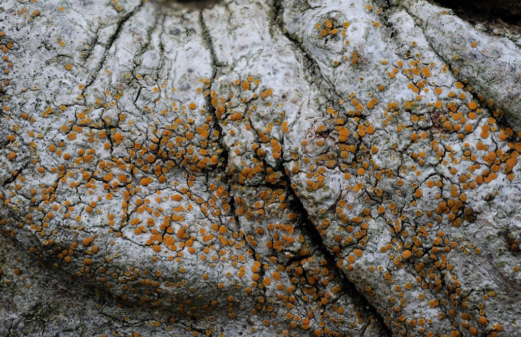 Cerothallia luteoalba (door Arjan de Groot)