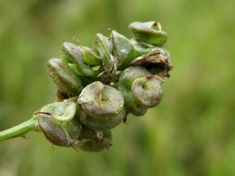 Medicago sativa (door Grada Menting)