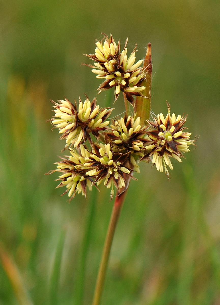 Luzula campestris (door Willie Riemsma)