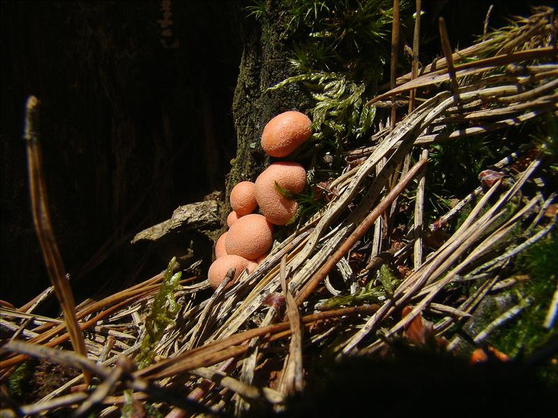 Lycogala epidendrum sl, incl. alisaulianovae, irregulare, leopardinum, maculatum, olearium, palianytsia, roseosporum, succineum (door Frans Ozinga)