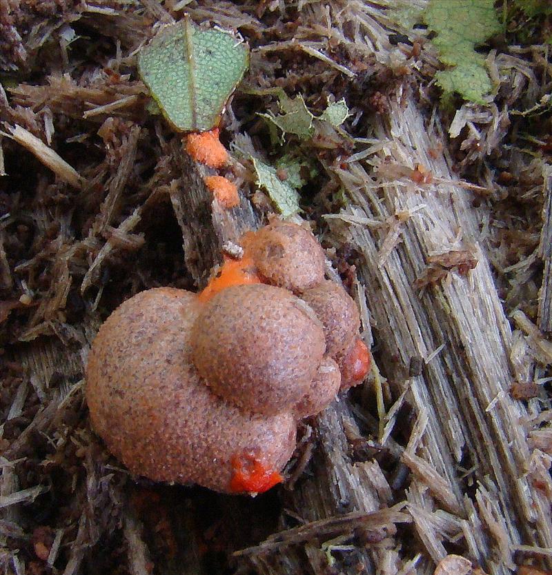 Lycogala epidendrum sl, incl. alisaulianovae, irregulare, leopardinum, maculatum, olearium, palianytsia, roseosporum, succineum (door Frans Ozinga)