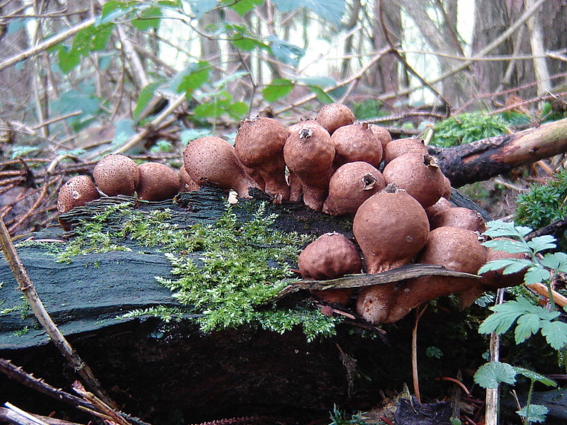 Lycoperdon pyriforme (door Frans Ozinga)