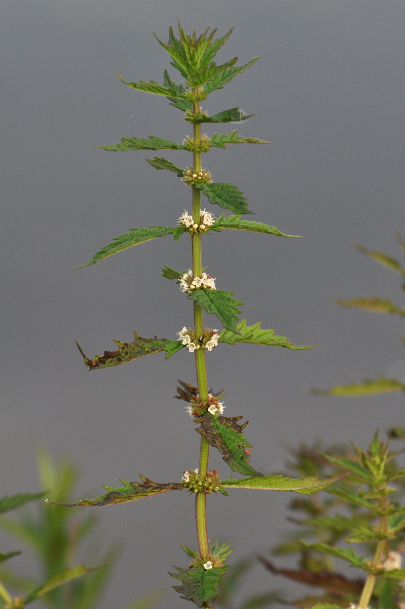 Lycopus europaeus (door Willie Riemsma)