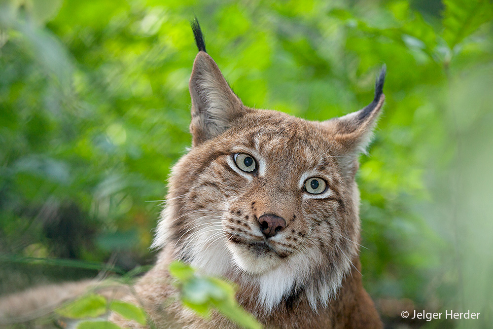 Lynx lynx (door Jelger Herder)