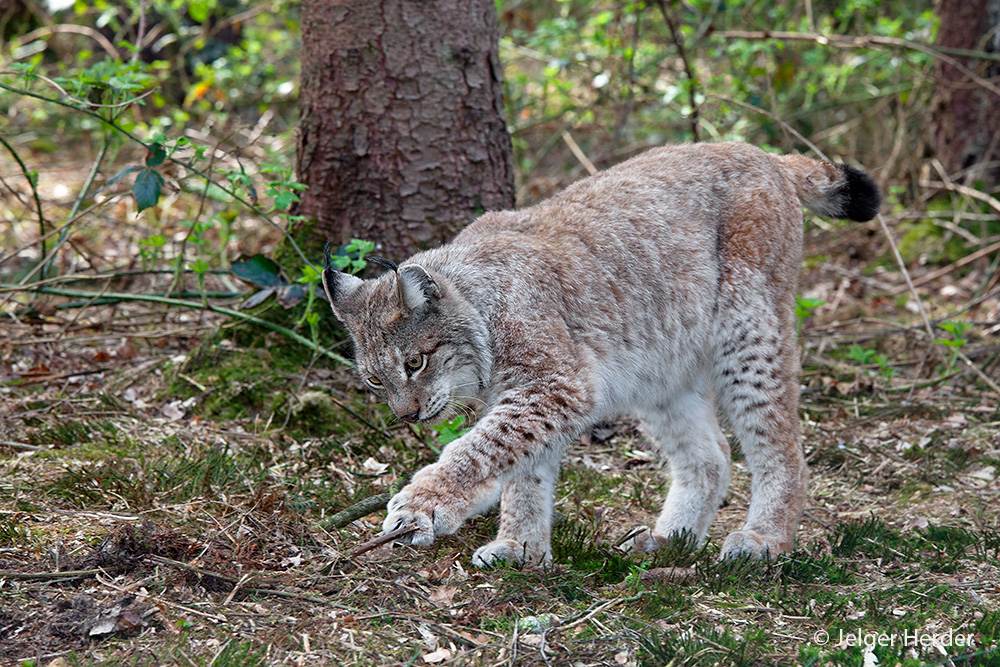 Lynx lynx (door Jelger Herder)