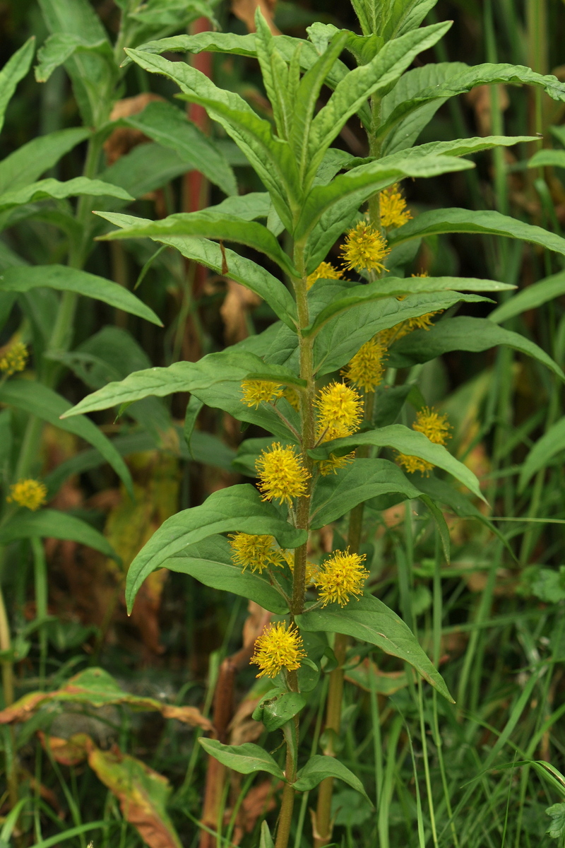 Lysimachia thyrsiflora (door Willie Riemsma)