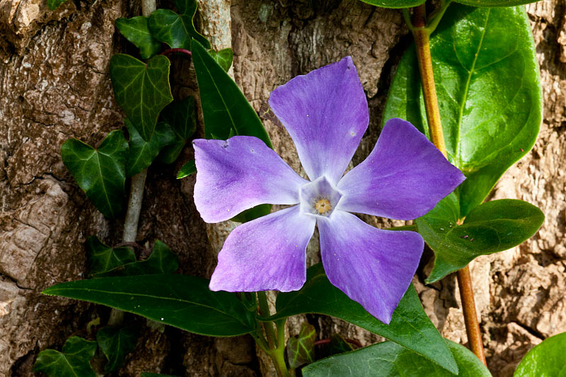 Vinca major (door John Breugelmans)