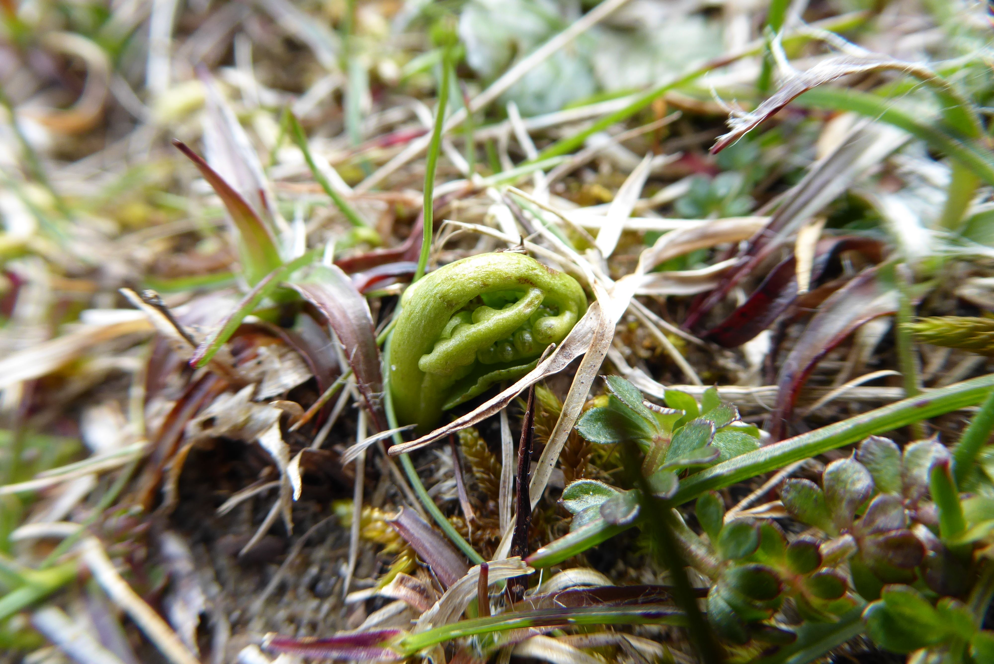 Botrychium lunaria (door Koen van Zoest)