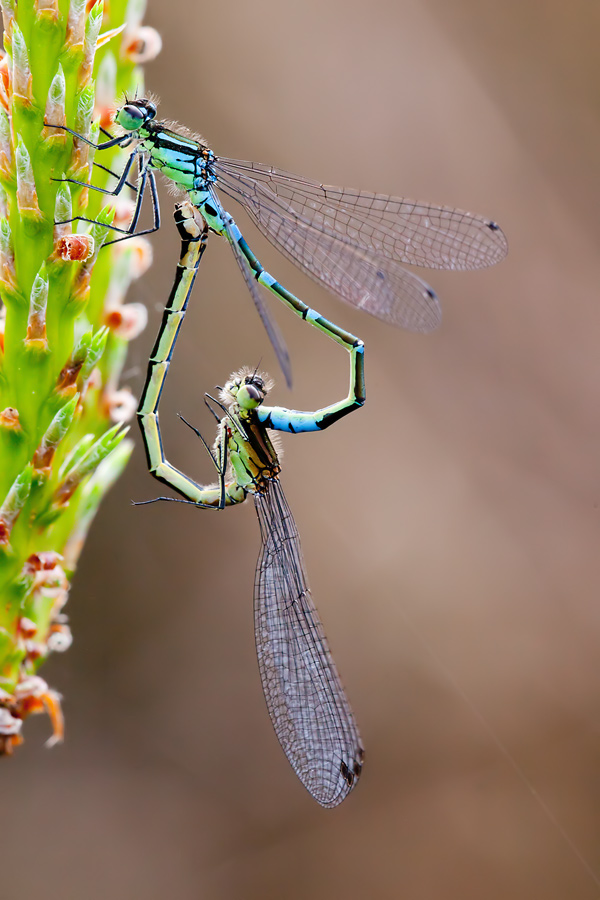 Coenagrion lunulatum (door John Breugelmans)