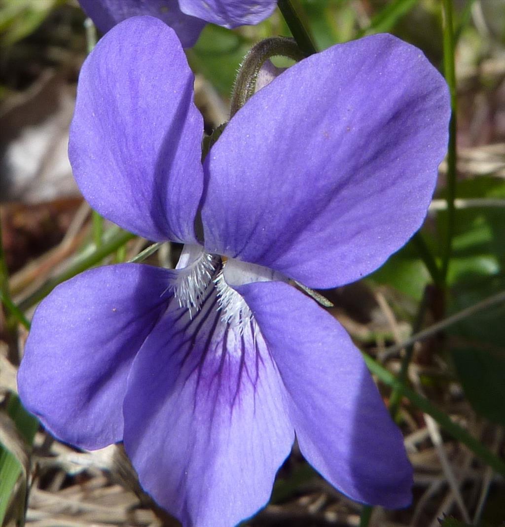 Viola odorata (door Koen van Zoest)