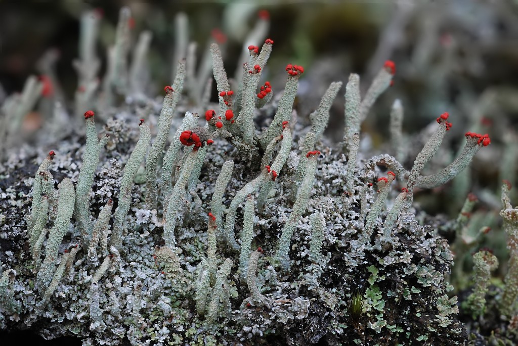 Cladonia macilenta (door Arjan de Groot)