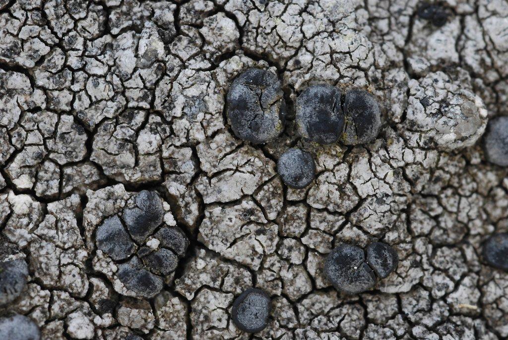 Porpidia macrocarpa (door Arjan de Groot)