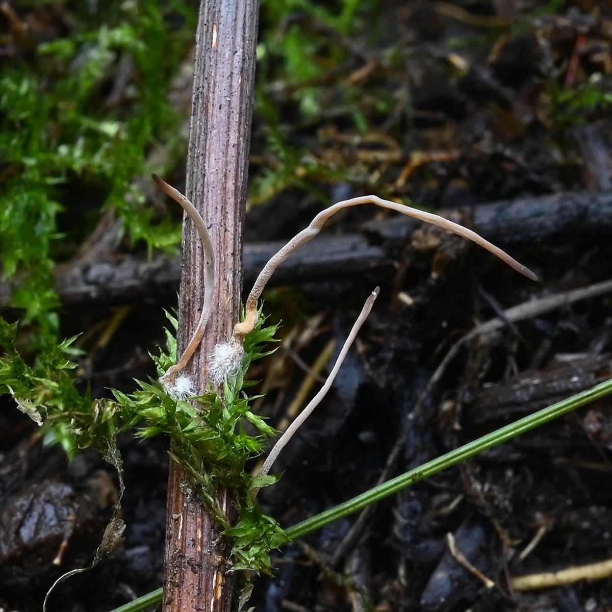 Macrotyphula juncea (door Laurens van der Linde)