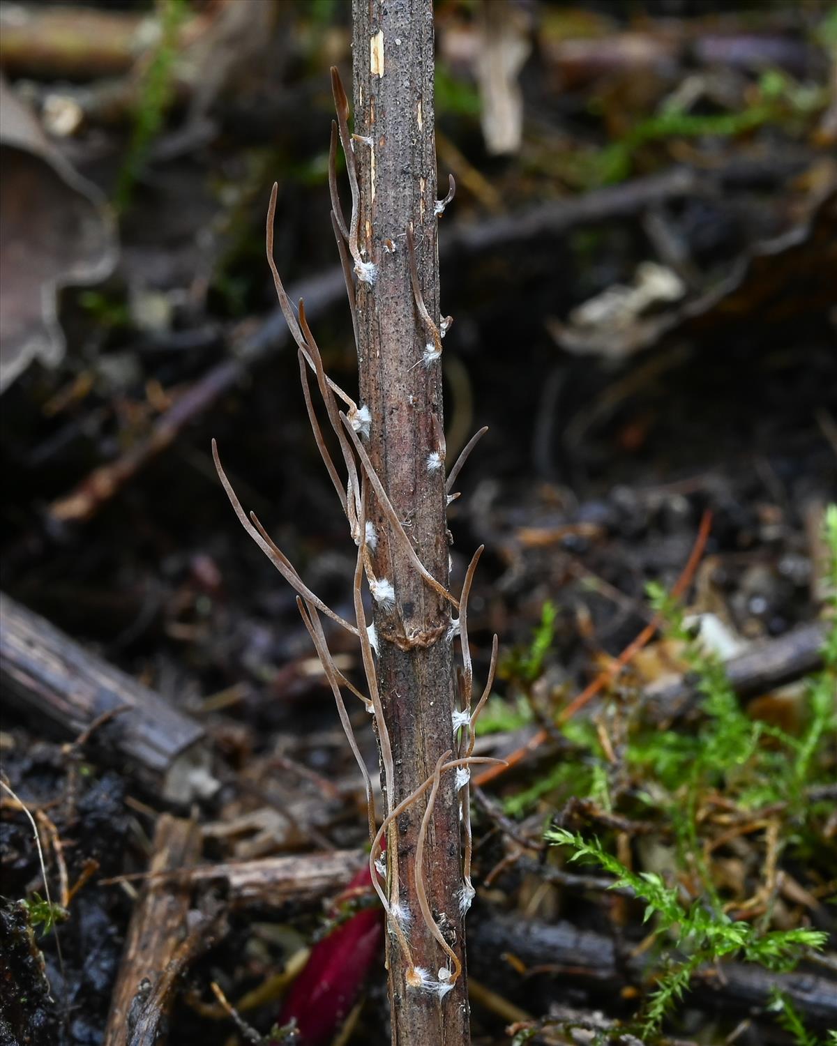 Macrotyphula juncea (door Laurens van der Linde)