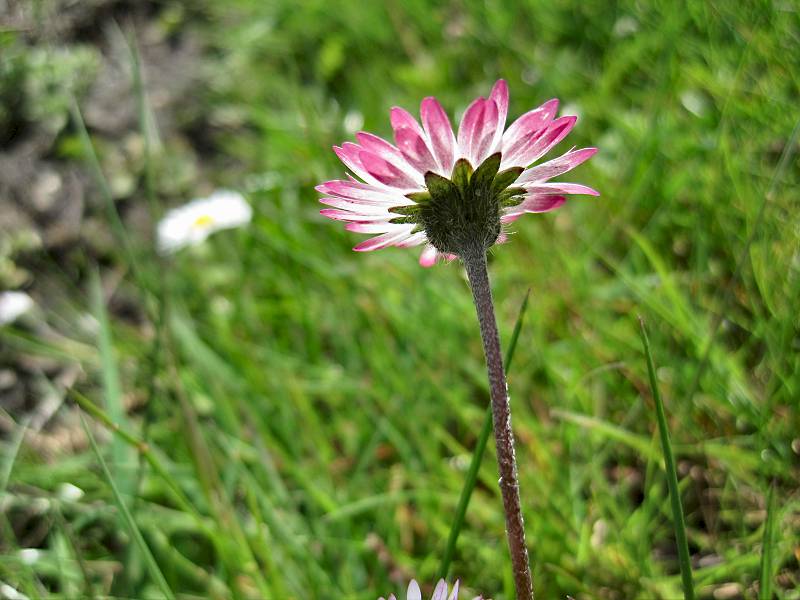 Bellis perennis (door Grada Menting)