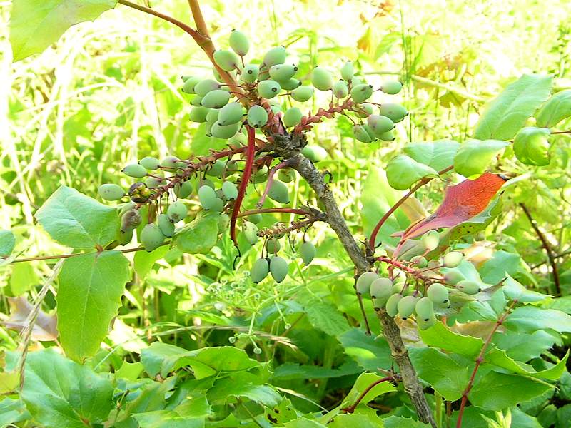 Berberis aquifolium (door Grada Menting)