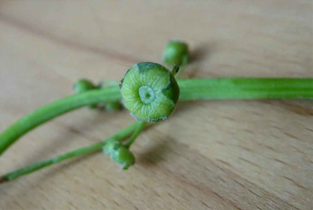 Malva pusilla (door Willemien Troelstra)