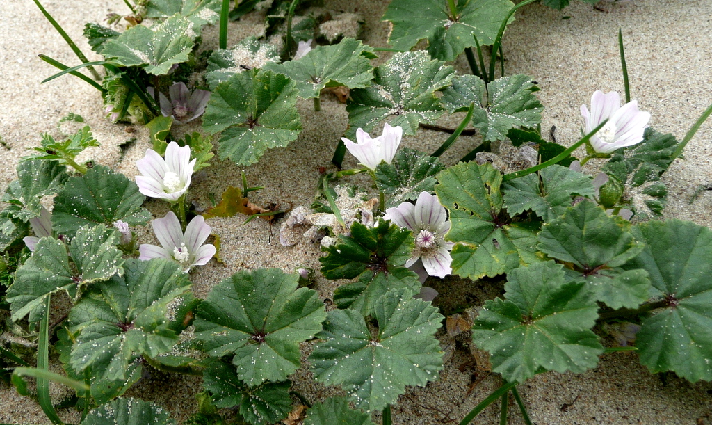 Malva neglecta (door Willie Riemsma)