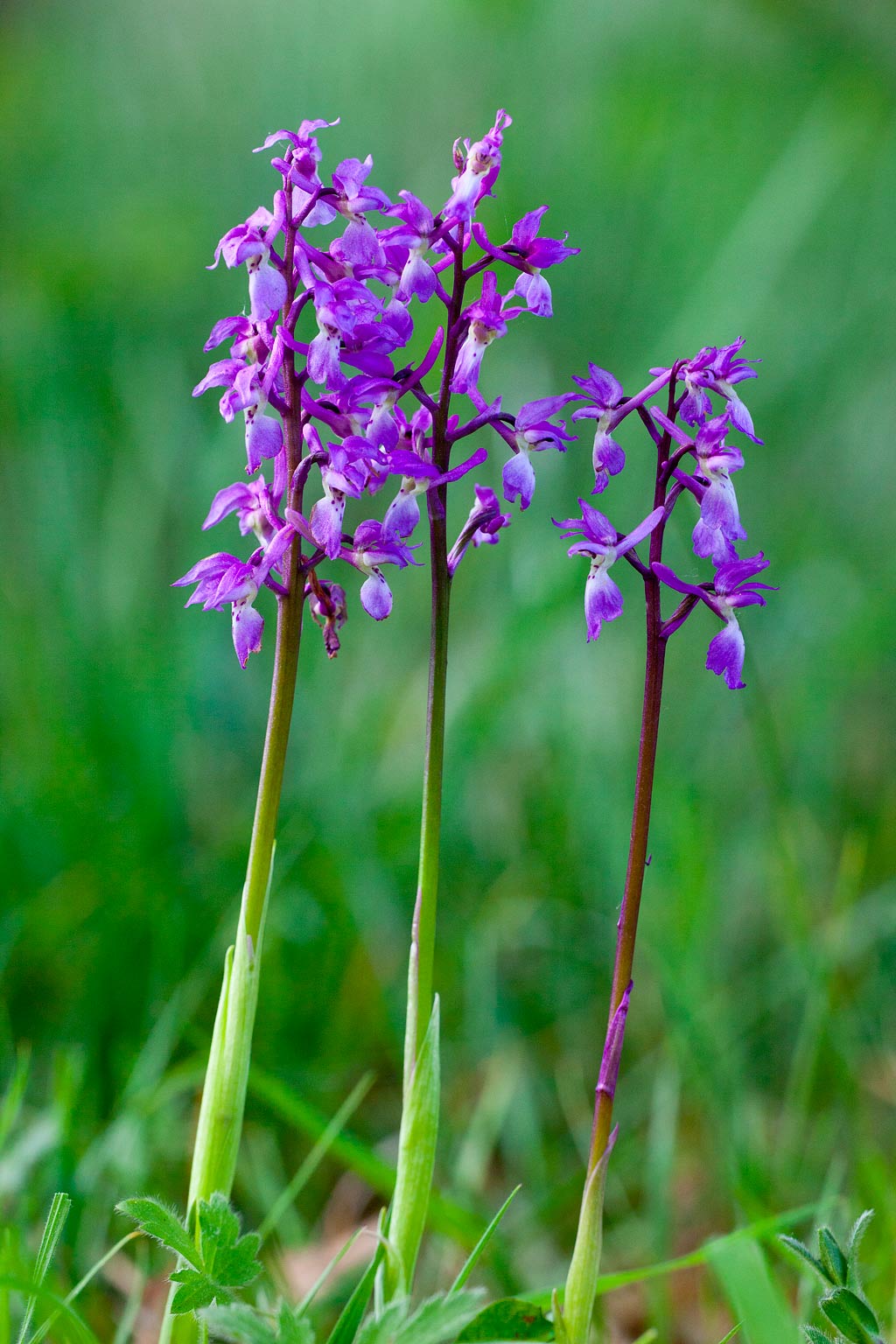 Orchis mascula (door John Breugelmans)