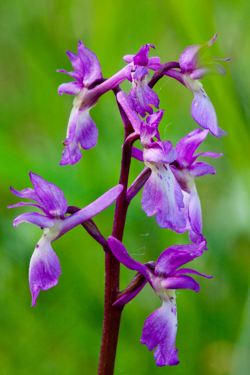 Orchis mascula (door John Breugelmans)