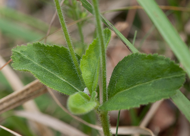 Veronica officinalis (door Wijnand van Buuren)