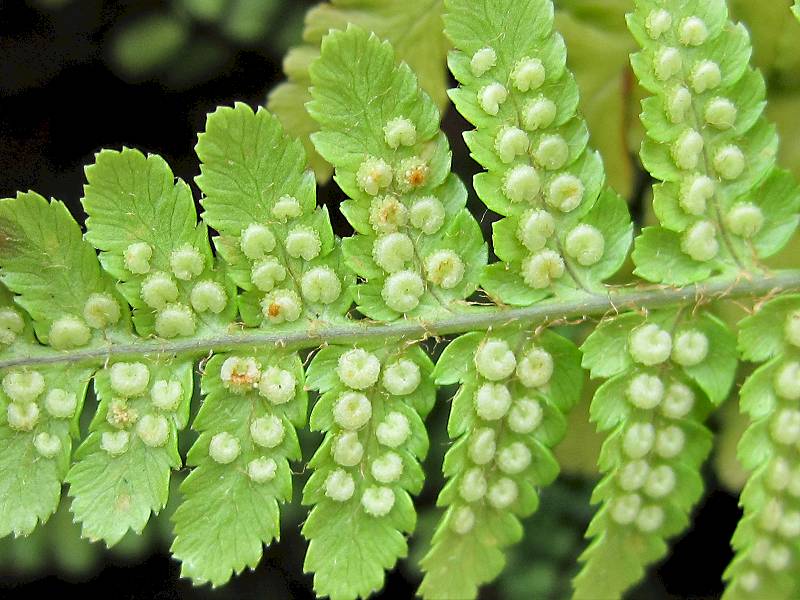 Dryopteris filix-mas (door Grada Menting)