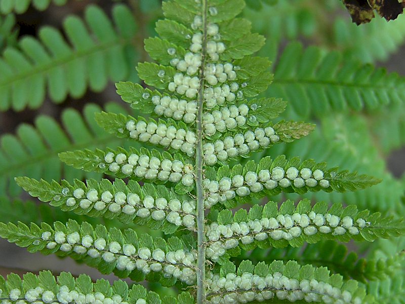 Dryopteris filix-mas (door Grada Menting)