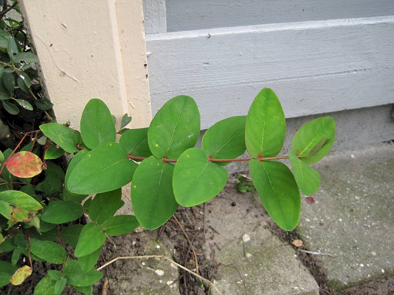 Hypericum androsaemum (door Grada Menting)