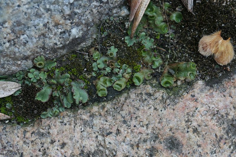 Lunularia cruciata (door Laurens Sparrius)