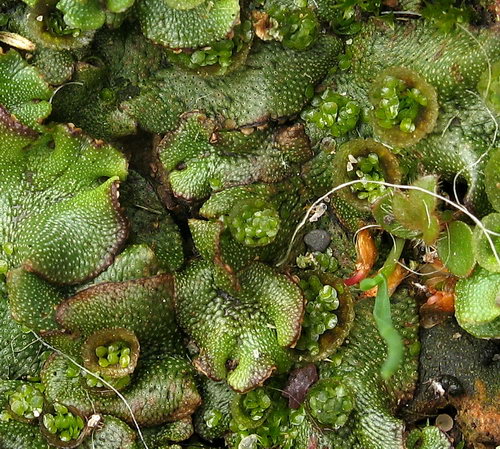 Marchantia polymorpha (door Andrew Spink)