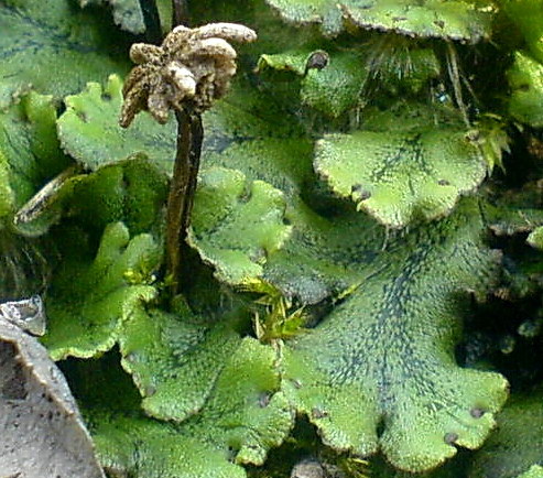 Marchantia polymorpha (door Andrew Spink)