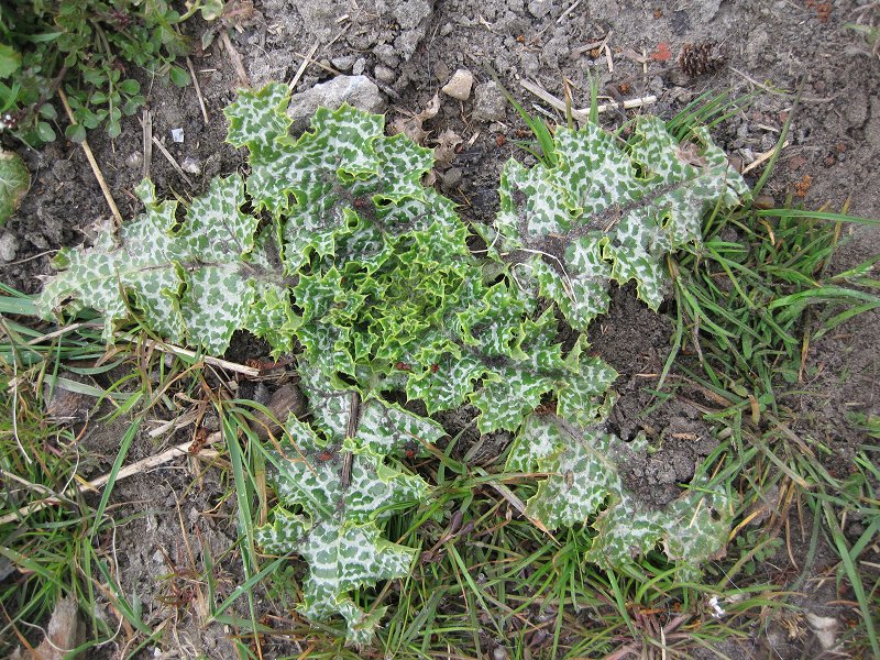 Silybum marianum (door Grada Menting)