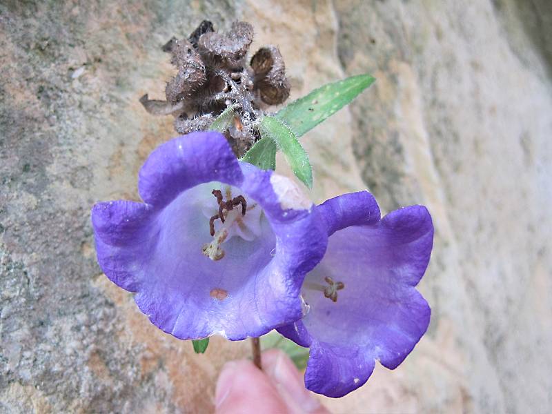 Campanula medium (door Grada Menting)