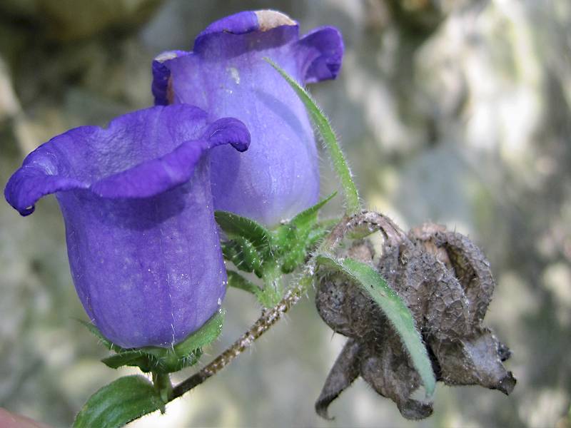 Campanula medium (door Grada Menting)