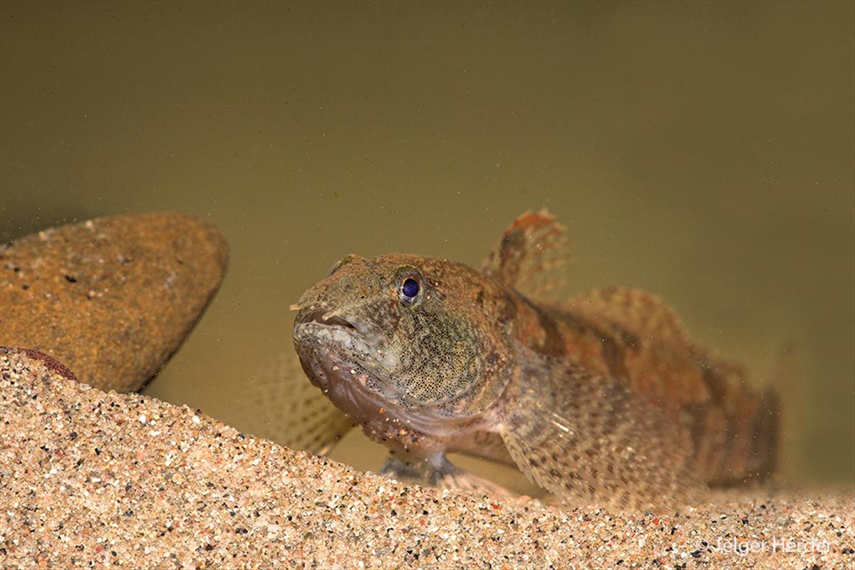 Proterorhinus semilunaris (door Jelger Herder)