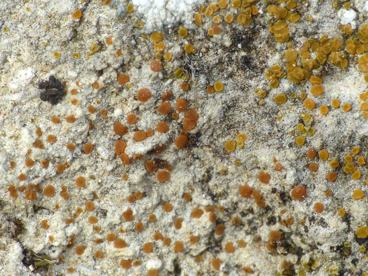 Xanthocarpia marmorata (door Henk-Jan van der Kolk)