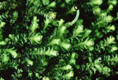 Marsupella emarginata (door Klaas van der Veen)