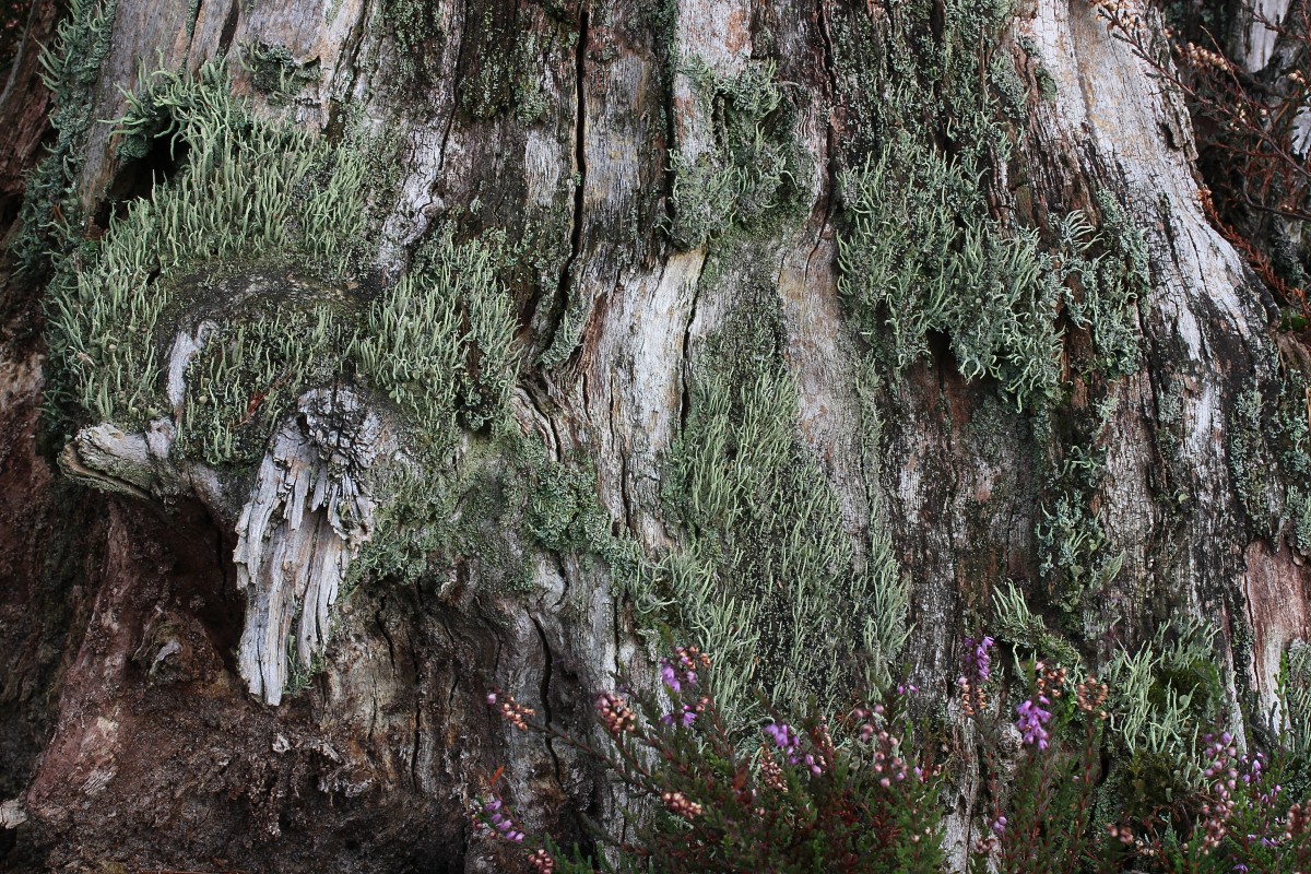 Cladonia macilenta (door Arjan de Groot)