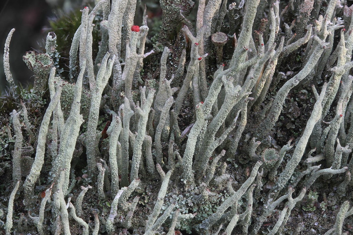 Cladonia macilenta (door Arjan de Groot)