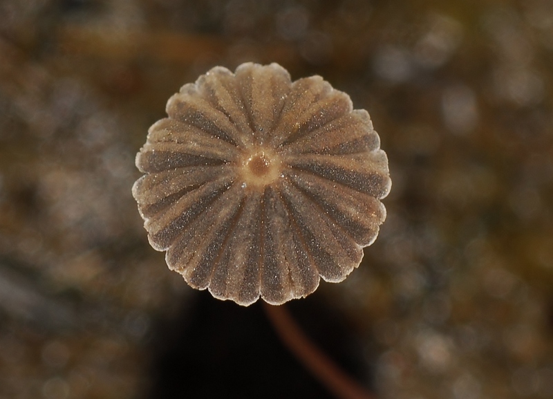 Parasola misera (door Laurens van der Linde)