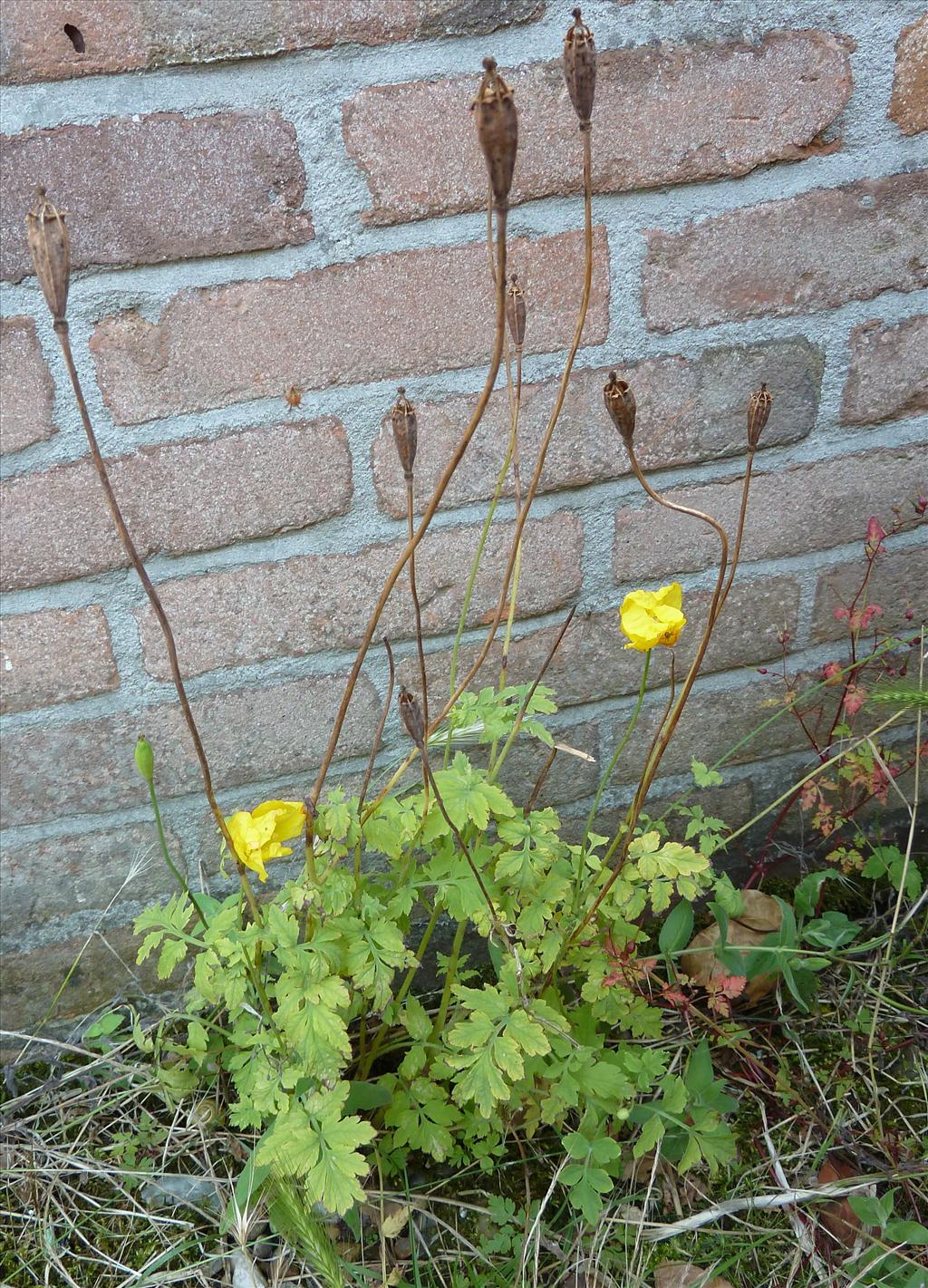 Papaver cambricum (door Peter Wetzels)