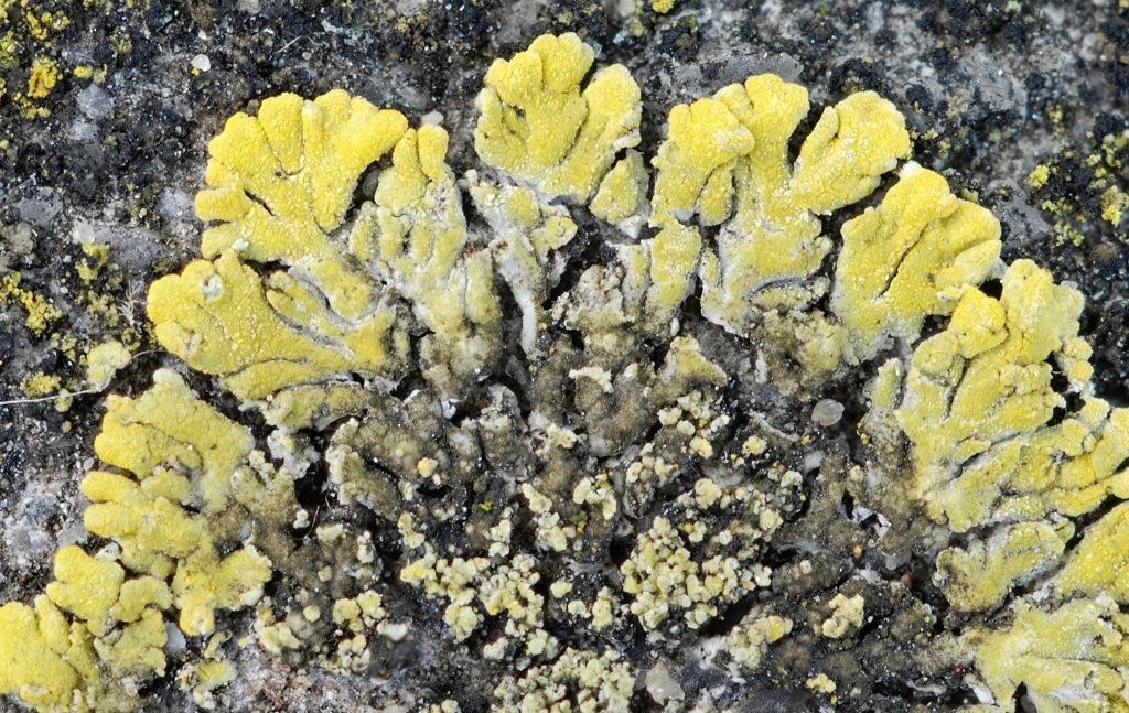 Candelariella medians (door Arjan de Groot)