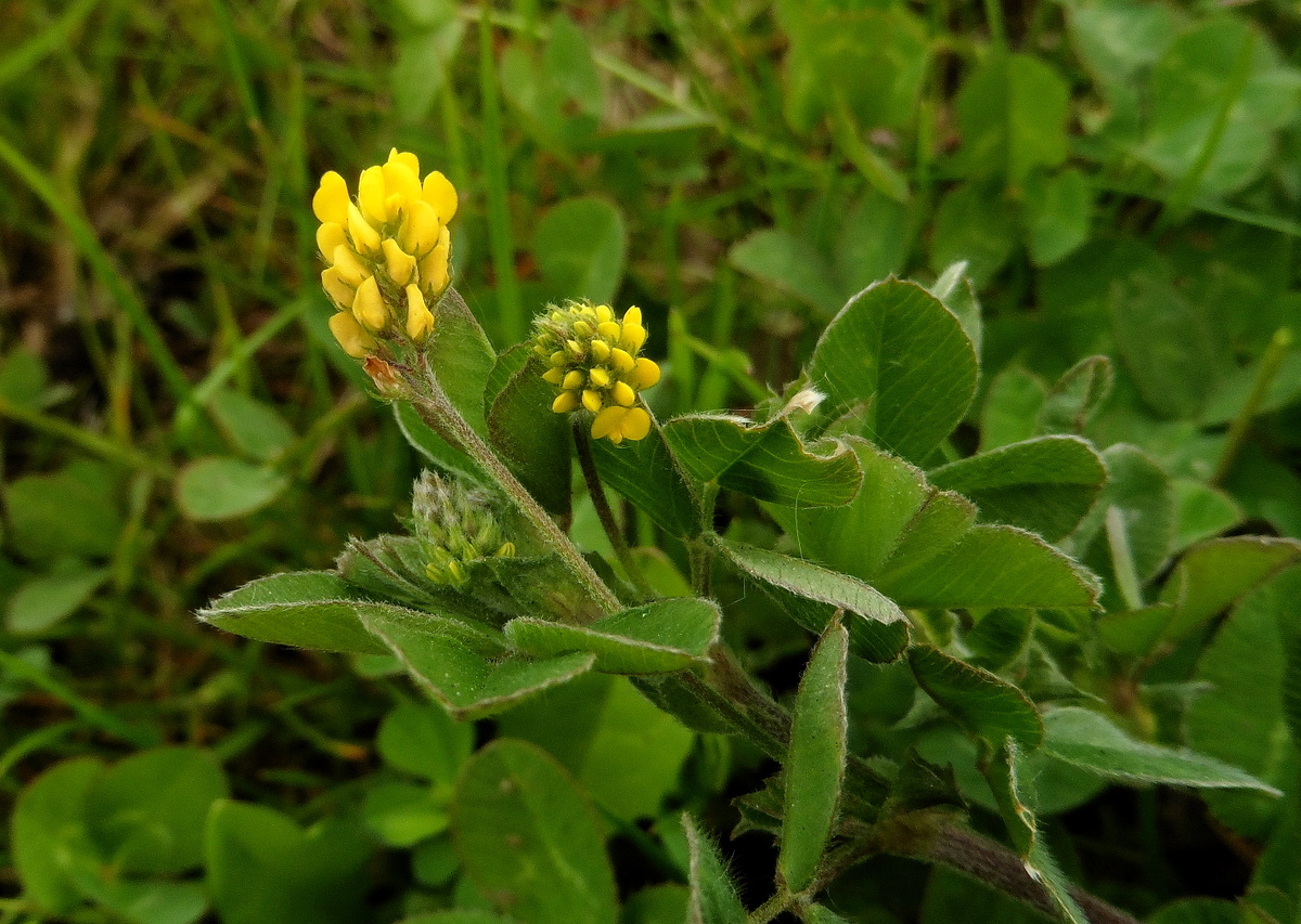 Medicago lupulina (door Willie Riemsma)