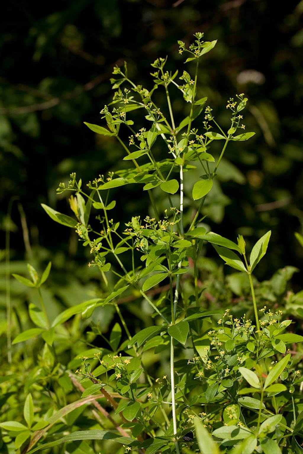 Rubia tinctorum (door Joost Bouwmeester)