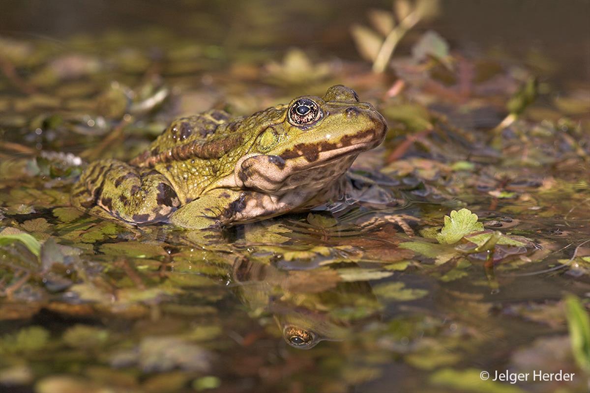 Pelophylax ridibundus (door Jelger Herder)