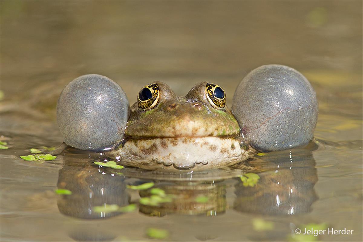 Pelophylax ridibundus (door Jelger Herder)