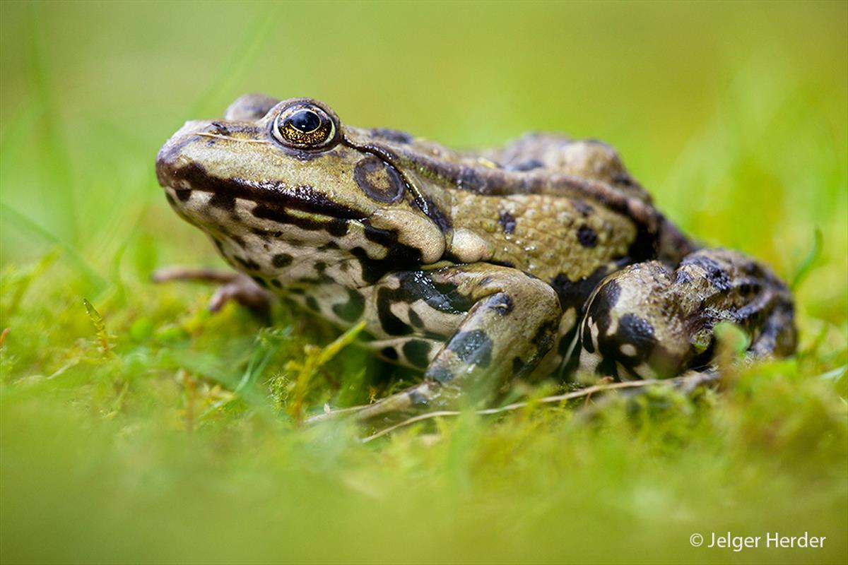 Pelophylax ridibundus (door Jelger Herder)