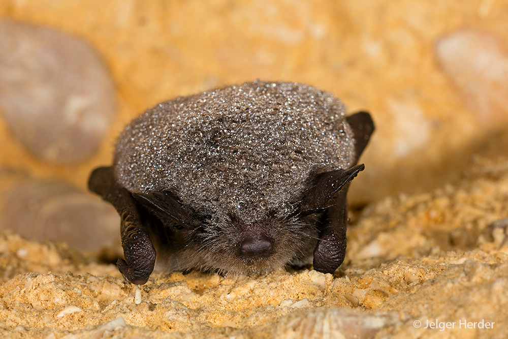 Myotis dasycneme (door Jelger Herder)