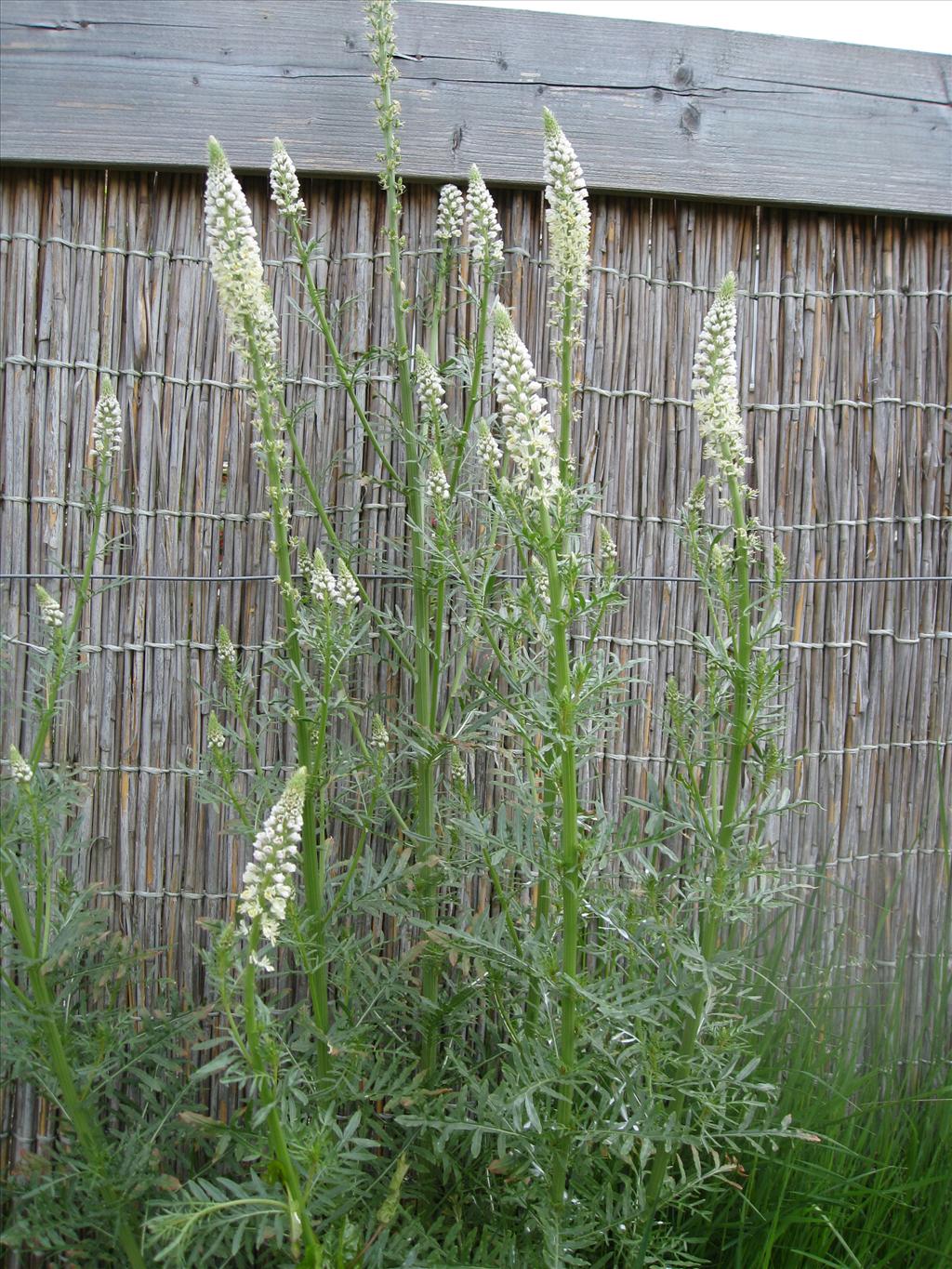 Reseda alba (door Petra van der Wiel)