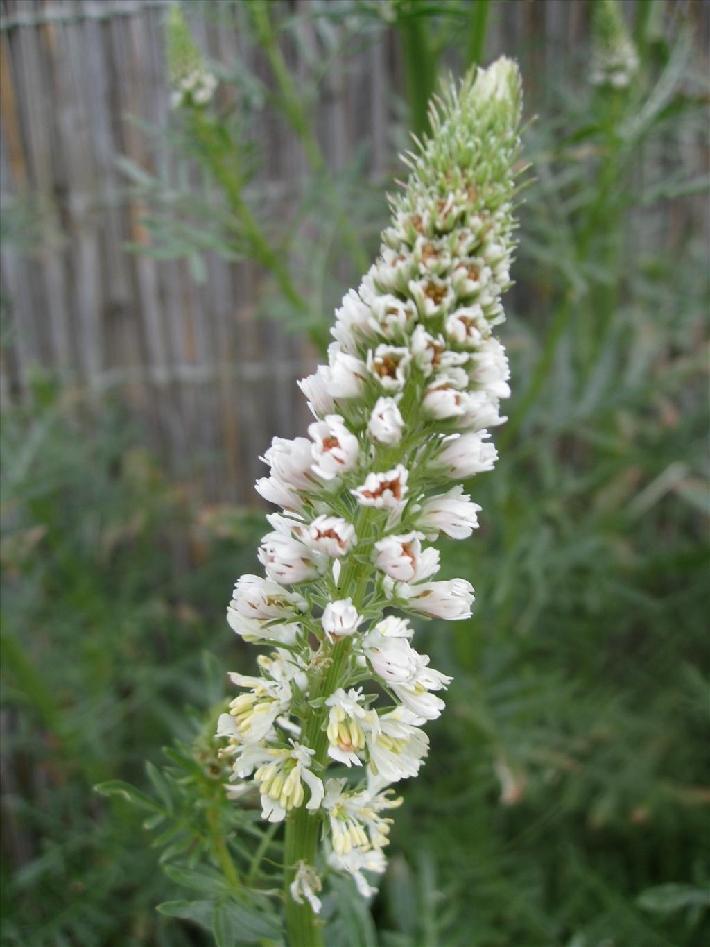 Reseda alba (door Petra van der Wiel)